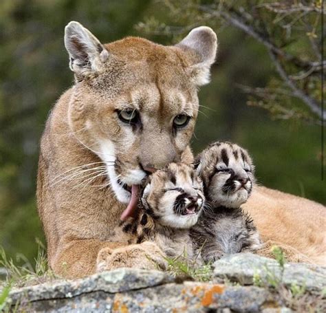 Mountain Lion Mama Carrying Little Cub : r/hardcoreaww