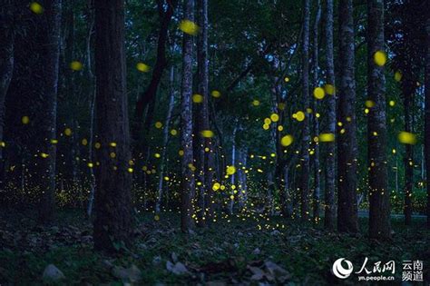 6月的版纳热带植物园美若仙境 萤火虫发出点点星光 - 每日头条