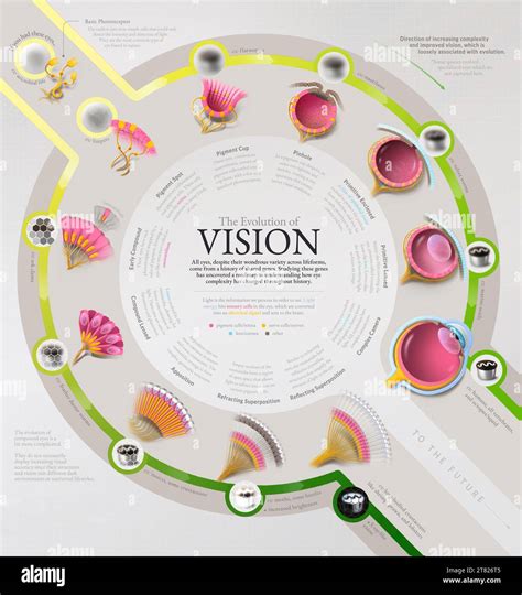 Evolution of the eye, illustration Stock Photo - Alamy
