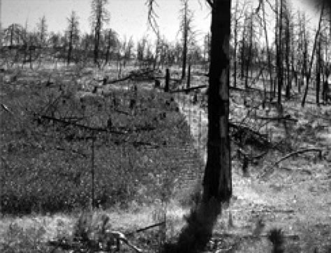 Image result for Secondary Succession Fire Example