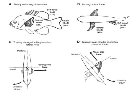 Image result for How Do Fish Perform 7 Function