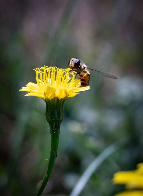 Netball Background Images 的图像结果