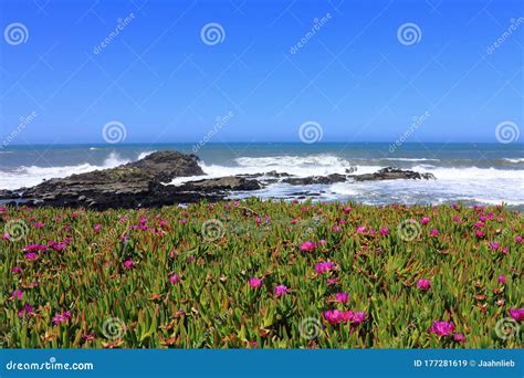 Bean Hollow Beach State Park, Pacific Coast with Blooming Ice Plants ...