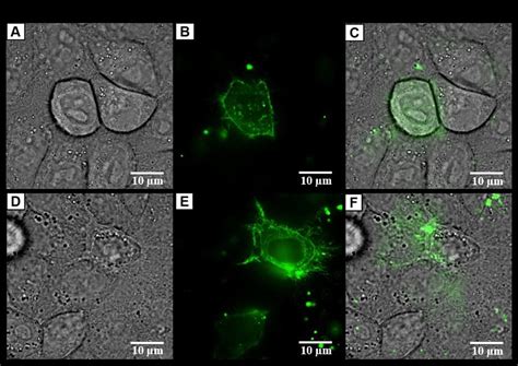 Cell Fluorescence 的图像结果