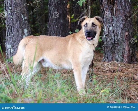 Shepherd Mastiff Mixed Breed Dog Stock Image - Image of chocolate ...