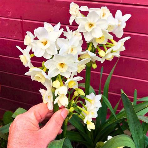 Narcissus Flower Meaning