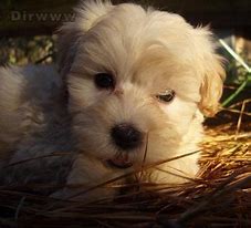 Image result for 6 Week Old Maltipoo Puppy
