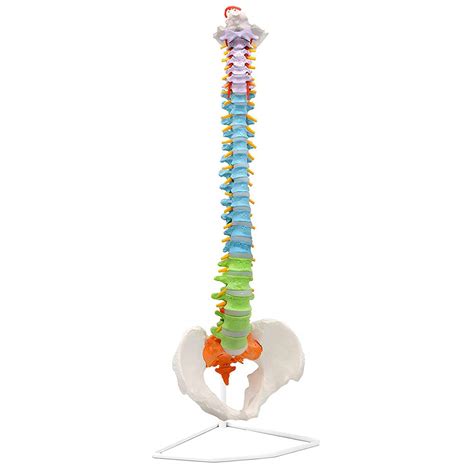 Buy DMZH Colored Spine Anatomical Model, Medical Quality Life Size ...