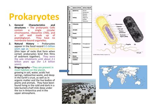 Image result for Course Prokaryotes
