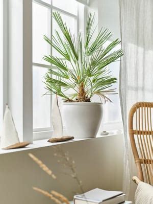 Buy Pots & Planters Online in India - IKEA