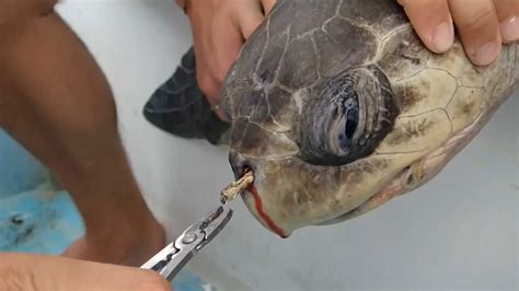 心疼！好心人拯救海龟，从鼻孔拔出12厘米塑料吸管，看完心都碎了_腾讯视频