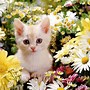 Image result for Cat in Flowers