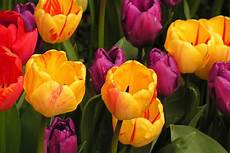 Tulips Picture by Tulips Poisoning In Horses Symptoms Causes Diagnosis Tulips Picture