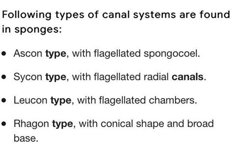 Name various types of canal system in porifera. what are it's function ...