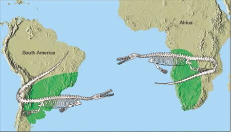 Image result for Fossil Formation Process Map