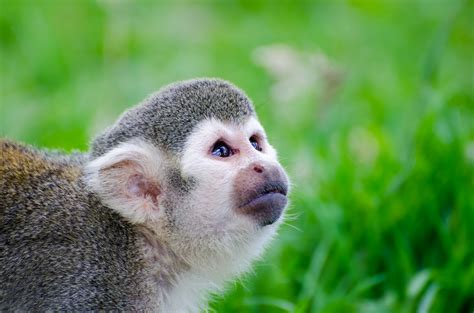 Monkey Using Computer 的图像结果