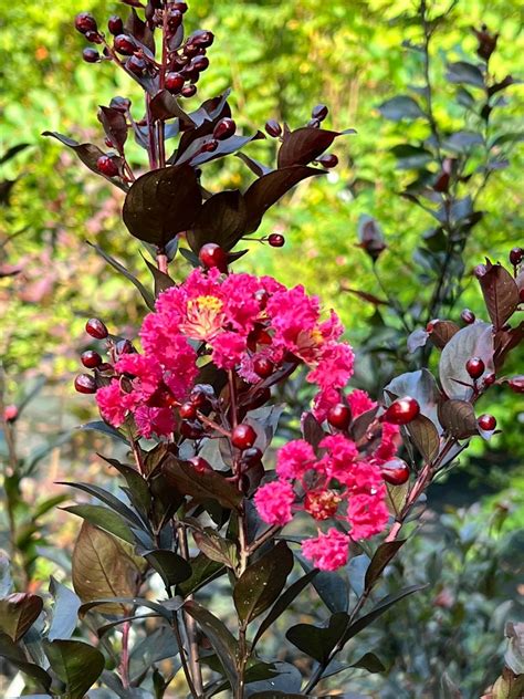 Dynamite Crape Myrtle