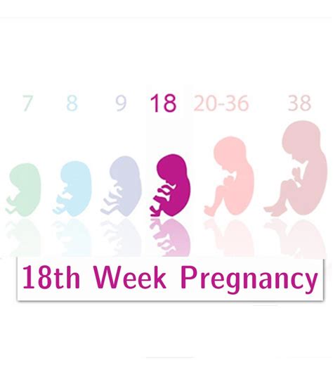 16 Weeks Pregnancy: Symptoms, Tips And Baby Development