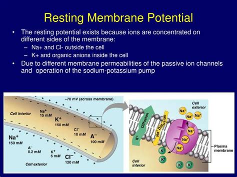 Potential Negative 的图像结果