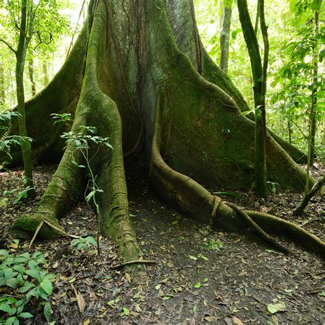 Rainforest Tree Types 的图像结果