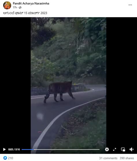 ಆಗುಂಬೆ ಘಾಟಿ ರಸ್ತೆಯಲ್ಲಿ ಹುಲಿ ಕಾಣಿಸಿಕೊಂಡಿದೆಯೇ