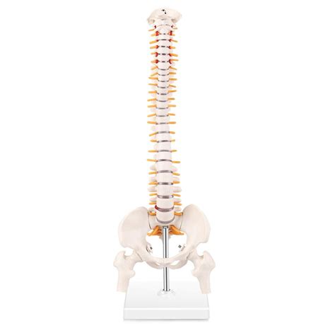 Buy Winyousk Miniature Spine Anatomy Model, 15.5" Mini Spinal Cord ...