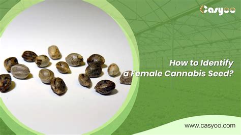 How to Identify a Female Cannabis Seed?