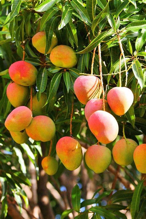 Rare Tropical Fruit Trees 的图像结果