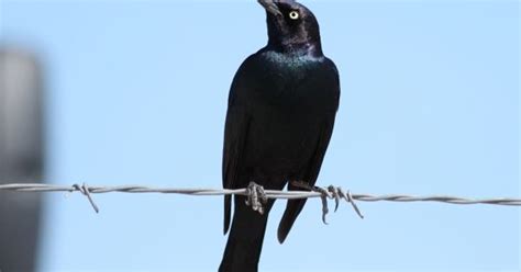 Wild About Texas: Gregarious blackbirds thrive in agricultural areas
