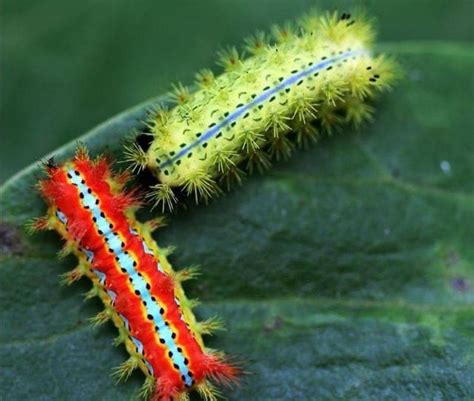 这种虫子颜色亮丽美观，但人类对它的恐惧已深到基因里，千万别碰 - 哔哩哔哩
