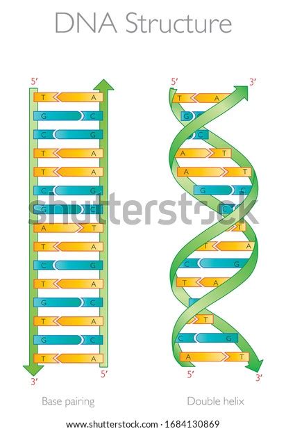 Image result for DNA Tutorial