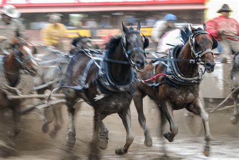 Calgary Rodeo 的图像结果