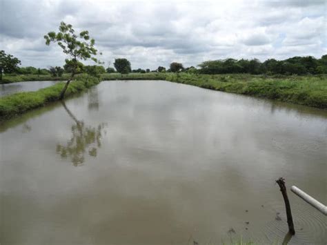 Fish Farm Structure 的图像结果