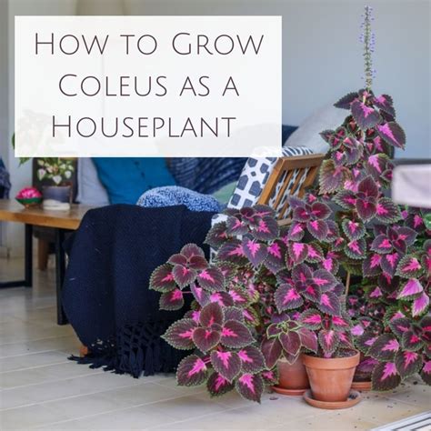 How to grow coleus – Artofit
