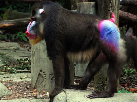 Mandrill (Mandrillus sphinx) Monkey See Monkey Do, Mandrill, Baboon ...