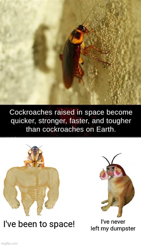 Cockroach Meme Invasion 的图像结果