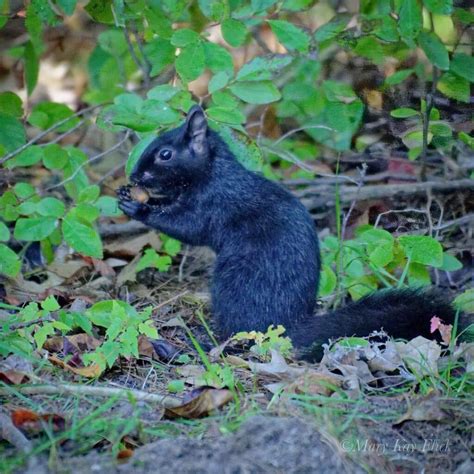 Black Squirrel Life Span
