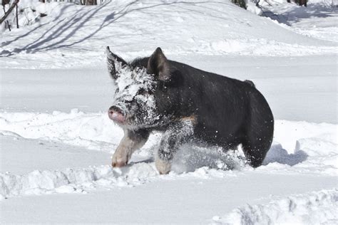 Pigs Playing in the Snow: A Joyful Winter Scene