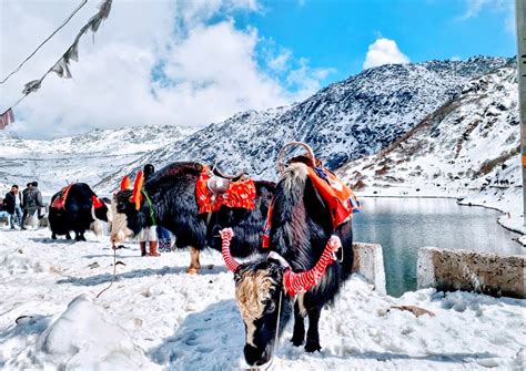 Experience Yak Ride at Tsomgo Lake Gangtok, Sikkim Package from Natural ...