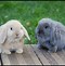 Image result for Mini Lop Rabbut
