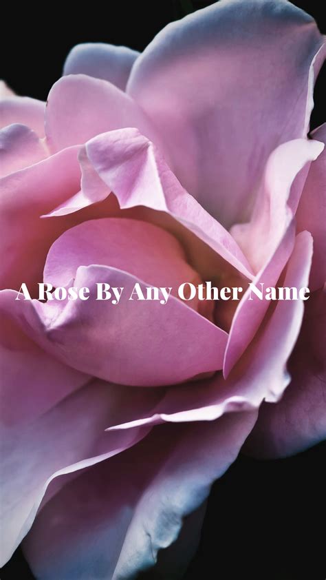 A Rose By Any Other Name 550mL. (Exclusively for Bangkok Residents ...