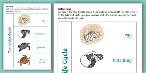 Turtle Life Cycle Flapbook