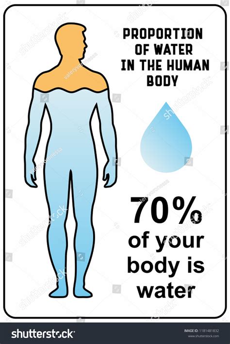 70 Percent Your Body Water Vector Stock Vector (Royalty Free) 1181481832 | Shutterstock