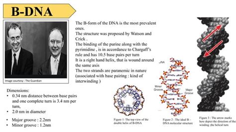 Different Forms of DNA 的图像结果