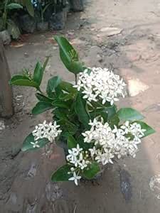 Live Indoor Madhu Kamini Flower Live Plant black pot 4 inch pack of 1 ...