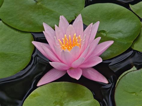 🔥 [70+] Water Lily Wallpapers | WallpaperSafari