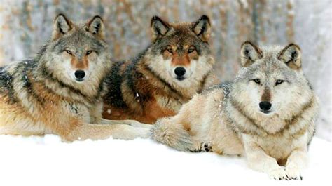 Image result for Wolves Abd Yellowstone