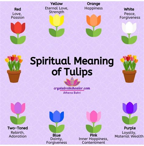 Tulip flower meaning the ultimate guide – Artofit