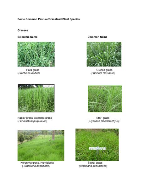 What Are Legumes Grasses at William Woodard blog