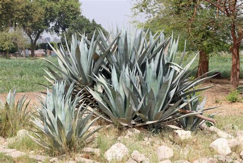 Century plant (Agave americana) | Feedipedia